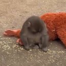 윤스강아지 | 2월 일상