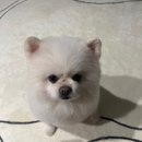 내 강아지 미용실 | [추천] 내 강아지 소개 / 찐추천 인천 용현동애견미용실 “개쩔개” 후기