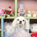 도로시 펫 이미지