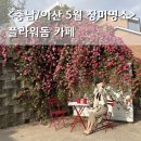 23 | 충남 아산 플라워돔 카페 장미폭포 포토존 5월 23일 만개 실시간 풍경