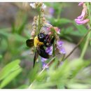 버들민박 이미지