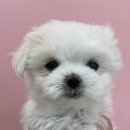 오마이퍼피 이미지