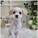 여기는 펫샵 이미지