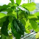 커피나무 이미지