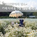 아산 지새울 카페 데이지꽃 만개 후기 / 5월 28일 현재상황