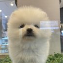 모리펫샵 네이버블로그