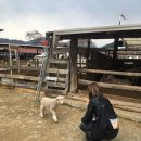 해피소울 이미지