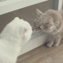 코코보노 고양이호텔 이미지