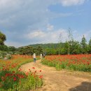 [공지] 임실 옥정호 출렁다리 건너 붕어섬 작약꽃밭 방문후기
