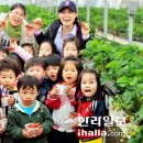 제주시 화북동 딸기하우스 농원 "딸기,맛있지롱~" 이미지