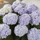 JB 블루스타-Hydrangea Macrophylla JB Bluestar 이미지