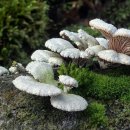 【치마버섯 Schizophyllum commune】 「여성의 치마를 펼친 듯한 부채꼴 모양」 이미지