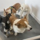 멍멍캐슬 이미지