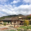 섬진강 찔레꽃 언덕 이미지