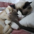 이음동물병원 | 24시청주이음동물병원 고양이 응급방문 후기! [개신동동물병원]
