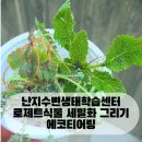 에코식물 생태도감 | 난지수변생태학습센터 로제트식물 에코티어링 식물도감 만들기