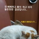 부들맘입니다~~~봉봉이 이미지