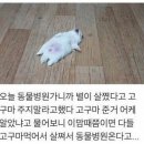 쌀강아지 네이버블로그