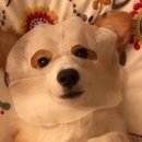 GLK케어 | [내돈내산]여드름피부 모델링팩 사용후기들 린제이 GLK뷰티에센스 모델링 비타할로 니즈네이처...