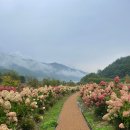 도영프라자 맞은편 횡단보도 | 25년 가을_봉화 (국립백두대간수목원, 선유교, 만리전망대, 분천역 협곡열차, 철암탄광역사촌)