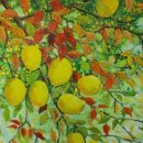 창원 인곡리 모과나무 이미지