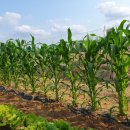 토지농장 이미지