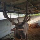 블루베리사슴농장 이미지