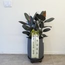 보람노래방 이미지