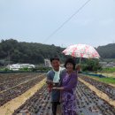 이정애농장 Daum카페
