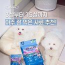 루루퍼피 | 다견가정 전연령사료 고민 끝, 대즐 강아지사료 후기 (기호성좋은사료)