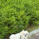롯데동물병원 | 강아지 슬개골 탈구 3기 수술 후기 3탄 수술경과 및 회복기 울산 이승진동물병원 후기 강아지 디스크