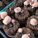 삼보농장 이미지