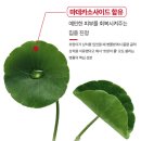 [다이소 화장품 후기] 닥터오라클 큐어소나 리커버링 릴렉싱 크림 솔직 리뷰｜민감성 피부 진정템?