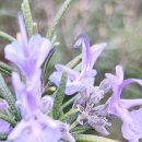 로즈마리 꽃 이미지