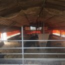 영암흑염소 이미지