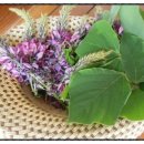 초리넝쿨마을 이미지