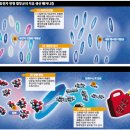 '석유 만드는 미생물' 상용화 눈앞 이미지