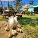 관상농장 이미지