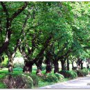 영남대학교 이미지