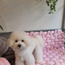 제이앤제이애견 이미지