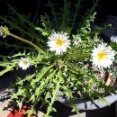 맹꽁이농장 이미지