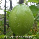 수정-128 이미지