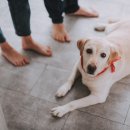 로얄도그 이미지