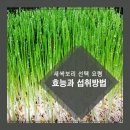 새싹보리 선택 요령, 효능과 섭취방법 이미지