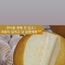 한아름청과 이미지
