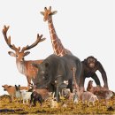 마리아유치원 | 호르메 몬테소리 동물 피규어 후기 - 종류·품질·아이 반응까지 내돈내산 일주일 사용 리뷰