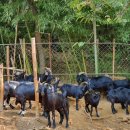 하빈염소농장 이미지