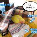 땡칠이네 이미지