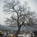 삼화마을 이미지