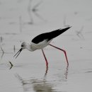 서산의 장다리물떼새(Black-winged stilt) 이미지